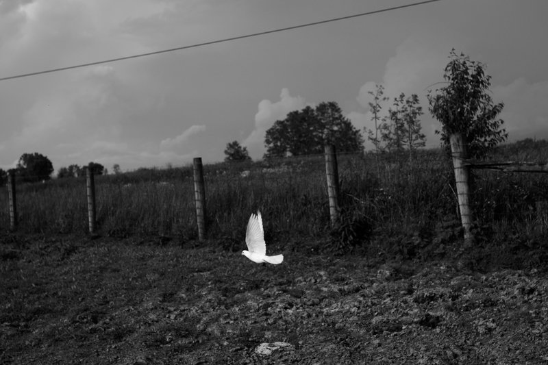 fde88d86-512d-4172-8695-207997bd7393