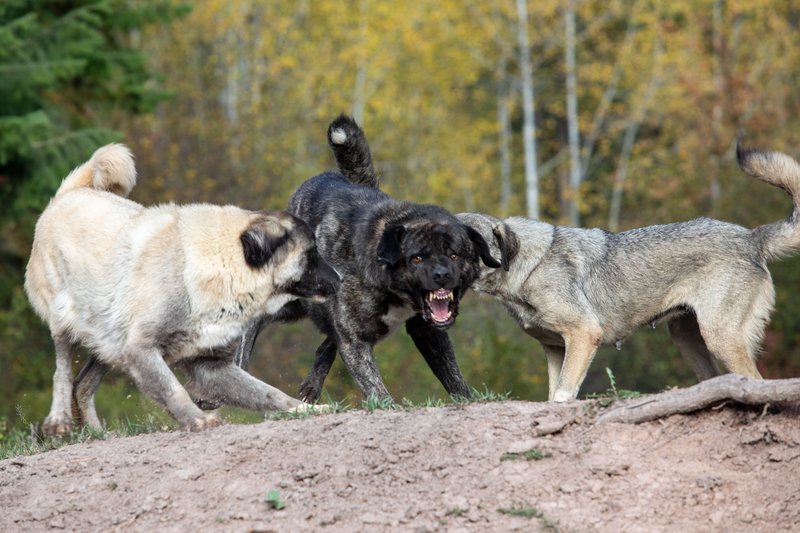 4d65b96c-61e2-49be-a958-eb34731c3433